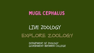 Mugil cephalus [upl. by Zamir]