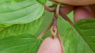 cascara  Rhamnus purshiana Identification and characteristics [upl. by Ahtis]