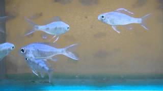 5cm Ophthalmotilapia Ventralis Orange Cap GBr [upl. by Fiester]