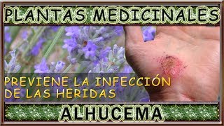 Plantas Medicinales ALHUCEMA Propiedades curativas y beneficios saludables [upl. by Kciv]