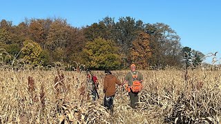 Buscando pheasant faisanes [upl. by Anigal]