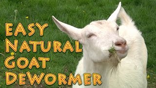 At Home Natural Goat DeWormer Goat Basics 101 [upl. by Ahsenev96]