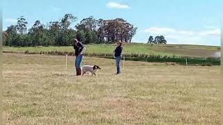 Gundog trial Open Retrieving Ability Test for Gundogs RATG [upl. by Ecnerat328]