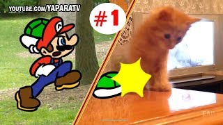 Funny animals  Cats and dogs fail compilation  Super Mario Bros [upl. by Trebreh]