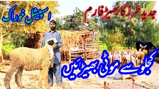 We Visited I kajla sheep Farm sheep Farming Buisness in Pakistan [upl. by Amadis]