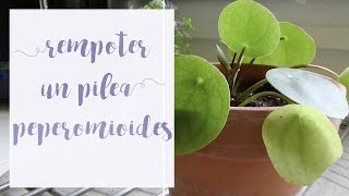 Comment rempoter un pilea peperomioides Tuto jardinage [upl. by Kingsley]