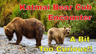 Amazing Bear Cub Encounter on the Katmai Peninsula [upl. by Yrem540]