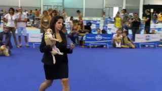 ENCI Mostra Canina Gara Bellezza Cani  Video Fiera di Roma [upl. by Sewoll]