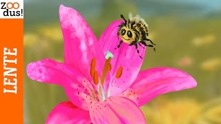 Lente het eerste seizoen in het jaar  ZOODus [upl. by Steiner]