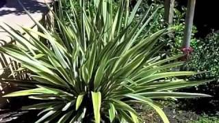 Phormium Duet  Dwarf Flax [upl. by Eleda]