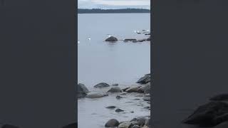 White swans swimming and diving in The Bay of Äland [upl. by Stefanac]