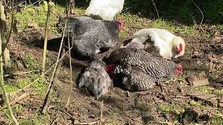 Full Flock Dustbath Blue Australorps Meatball amp Cheesestick ASMR only bird sounds no talk chickens [upl. by Enois325]