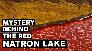 Lake Natron the truth  Mystery behind Lake Natron  Lake that turns animals in to Stone  Amaxiom [upl. by Retniw942]