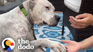 Watch The TearJerking Moment This Dog Meets His New Mom  The Dodo Adoption Day [upl. by Libnah793]