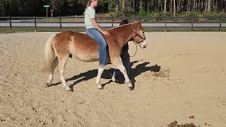 haflinger gelding [upl. by Repooc]