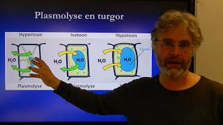 Biologie HV BB Stevigheid door osmose [upl. by Ellicec962]