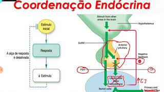 Coordenação Endócrina 1  Feedback Positivo e Negativo Glândula Pineal Glândula Hipófise [upl. by Afira]