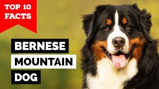 Bernese Mountain Dog  Top 10 Facts [upl. by Jarietta550]