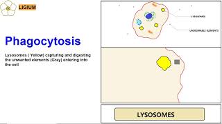 LYSOSOMES ANIMATION PHAGOCYTOSIS [upl. by Nere]