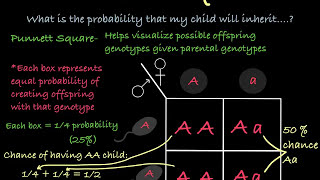 How to Use Punnett Squares [upl. by Mathur]