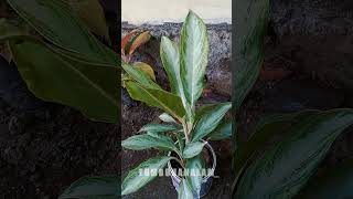 Tanaman hias aglonema chinese evergreen silver bay [upl. by Edrock]