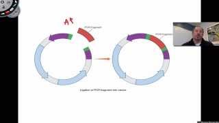 Ligation of PCR Products [upl. by Delanty562]