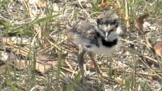 Killdeer Babies [upl. by Frasier]