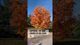 Fall’s final colors 2024🍁michigan fallcolors colors viralnow viralmoment shorts fyp [upl. by Lat]