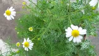 Chamomile Matricaria chamomilla [upl. by Inilam]