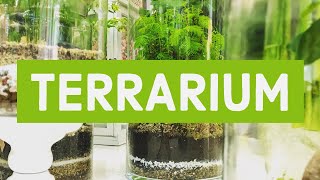 TERRARIUM  Tecnica di costruzione e mantenimento [upl. by Beora555]