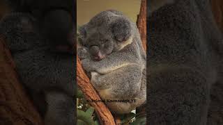 Are Koala Bears Really Bears [upl. by Ika]