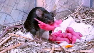 Mice drag the baby mice to a secluded place Mice sounds Mouse squeaking [upl. by Ameerahs76]