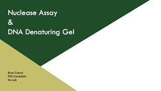 Nuclease Assay amp DNA Denaturing Gel  CSU BMB Exploring Biochem [upl. by Bryce]