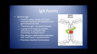 Selective IgA Deficiency [upl. by Ysnap]