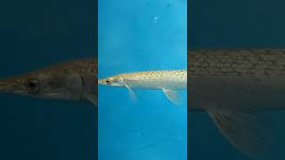 The Alligator gar is a euryhaline rayfinned fishrayfinned fish [upl. by Pieter129]