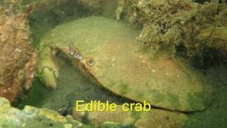 Diving in the Netherlands Oosterschelde estuary [upl. by Seravat846]