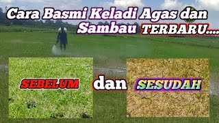 Basmi keladi agas dan sambau padi [upl. by Crespo]