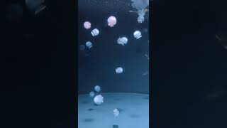 jellyfish Kyoto aquarium japan [upl. by Anilram552]