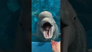 Dolphin Ate Fish 🐬 shortsvideo [upl. by Alegnatal466]