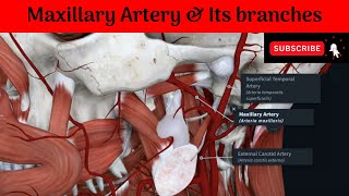 Maxillary Artery  Internal Maxillary Artery  Commencement  Parts  Course  Branches [upl. by Aniroz]