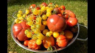 🍅 Tomaten selber anbauen 🍅 Vom Keimling bis zur Köstlichkeit Die eigenen Tomaten [upl. by Zilvia237]