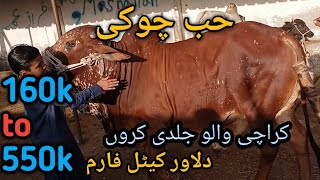 Hub Chowki  Cattle Market  Cow Mandi 2024  Cattle Market Karachi  Bakra Eid Season 2024 [upl. by Melia]