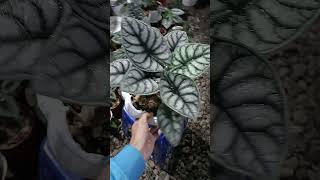 Alocasia Nebula Silver alocasia plants aesthetic live garden shorts trending foryou funny [upl. by Sugden]