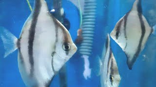 Mono Sebae Care Guide  Caring for Mono sebae Tank mates feeding breeding mono fish compare [upl. by Nalniuq]