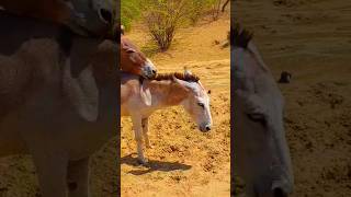 youtubeshorts animal pet donkey [upl. by Crofoot375]