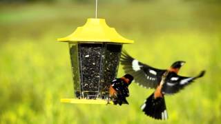 PerkyPet® Yellow Carriage Bird Feeder [upl. by Eivi661]