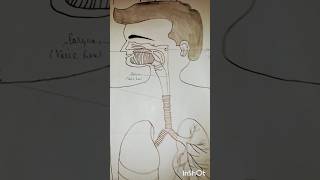 Respiratory system project short viral [upl. by Sakmar7]