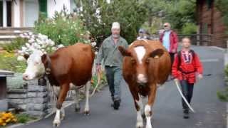 Alpabzug in Wengen  Cows return from the Alp to the Valley in Wengen [upl. by Reamonn]