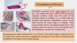 20 Nematodes 1 Meloidogyne 1 [upl. by Ived]