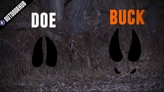 How To Read Deer Tracks [upl. by Hauger]